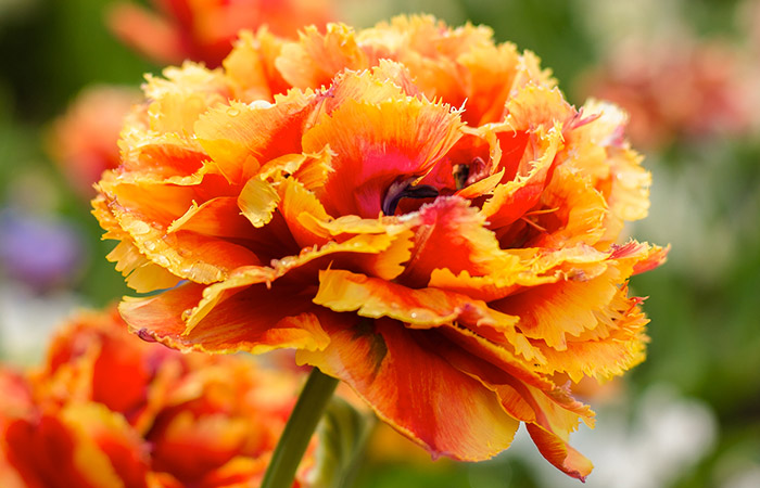 Yellow Carnation: Meaning, Symbolism, and Proper Occasions - A-Z Animals