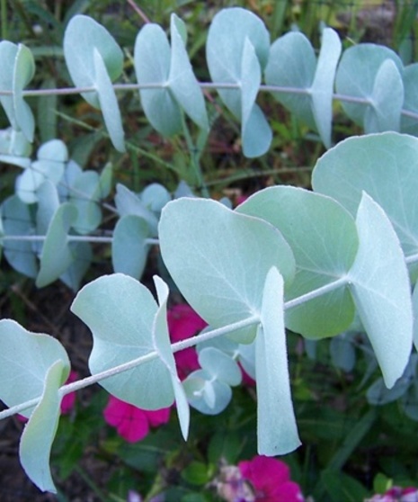 Grower's Bunch of Baby Eucalyptus