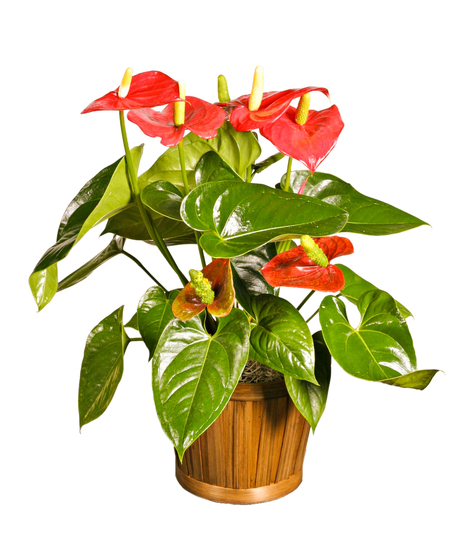 Anthurium Plant