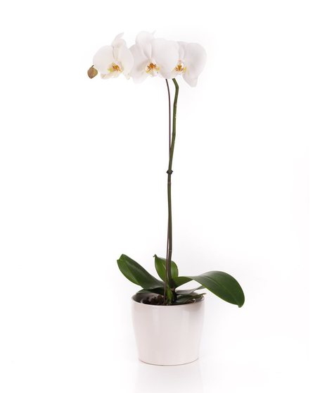 Phalaenopsis Orchid Plant