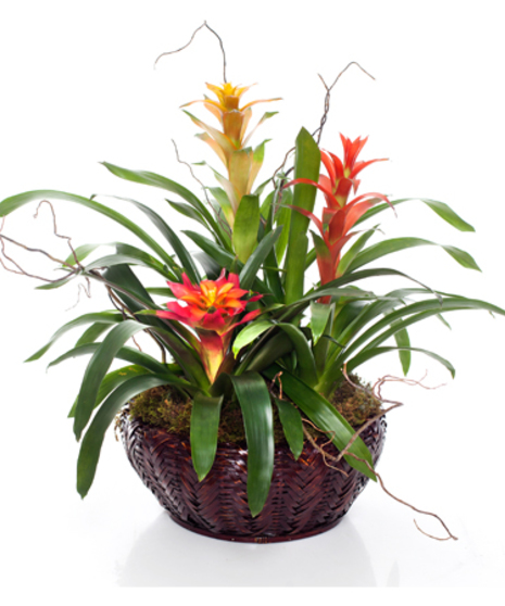 Bromeliad Garden