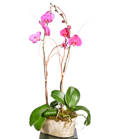 Albuquerque Florist Valentine's Day Orchids & Plants