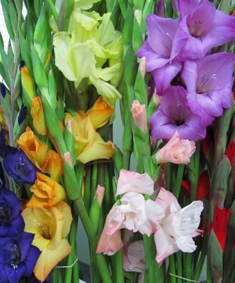 10 Stem bunch of Gladiolas