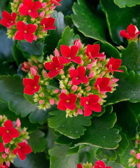 Flowering Plants