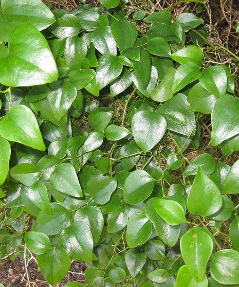 Smilax Packaged Flowers