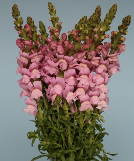 10 Stem bunch of Snapdragon