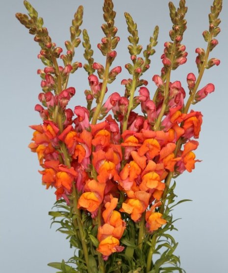 10 Stem bunch of Snapdragon