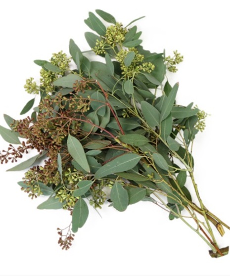 Seeded Eucalyptus Packaged Flowers