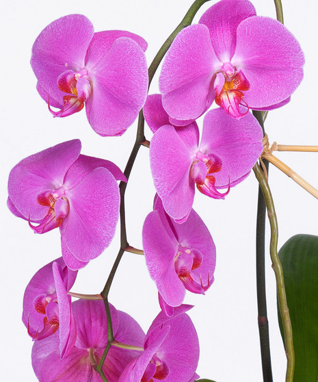 Single Blooming Orchid Plant