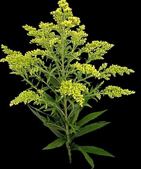 10 Stem Bunch of Solidago / Solidaster 