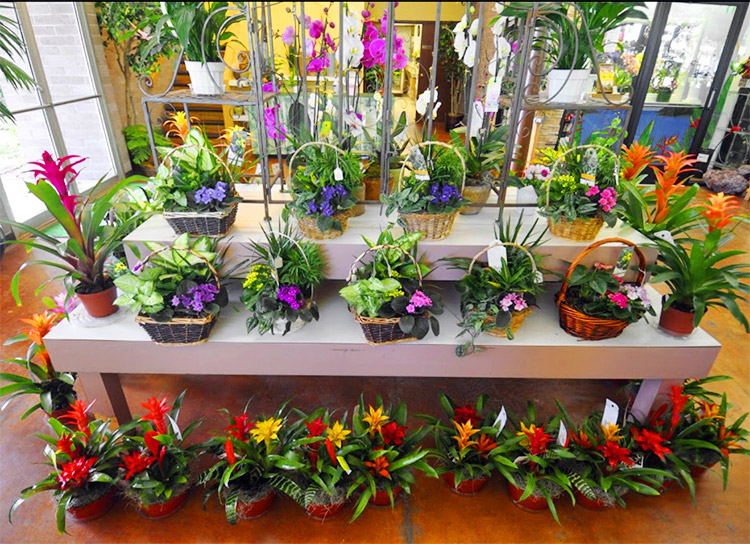 Gorgeous flower and plant arrangements in a wide range of pots and baskets