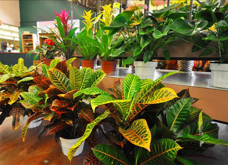 Floral arrangements and plants lining the interior of our showroom